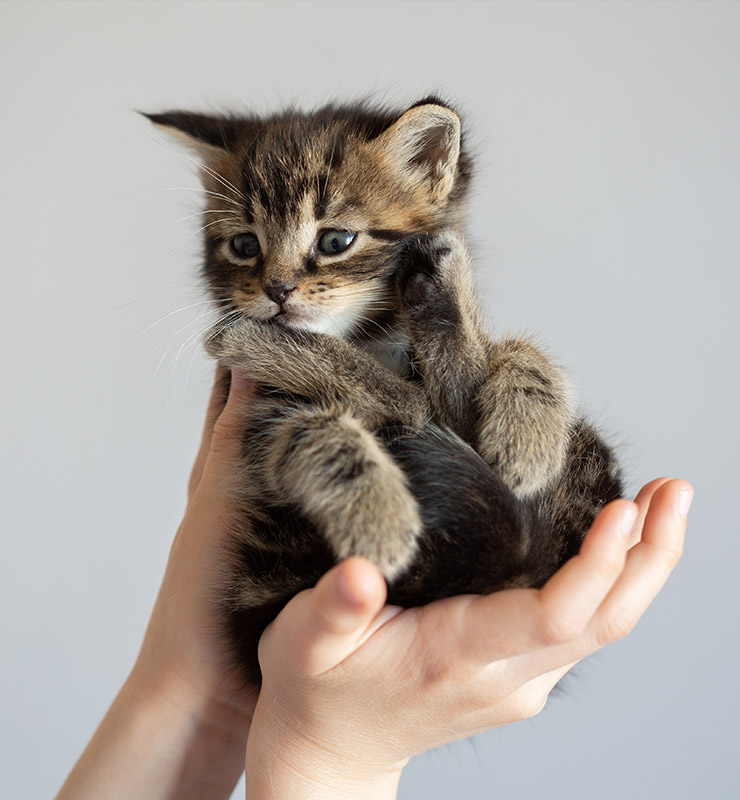 Kitten In A New Family