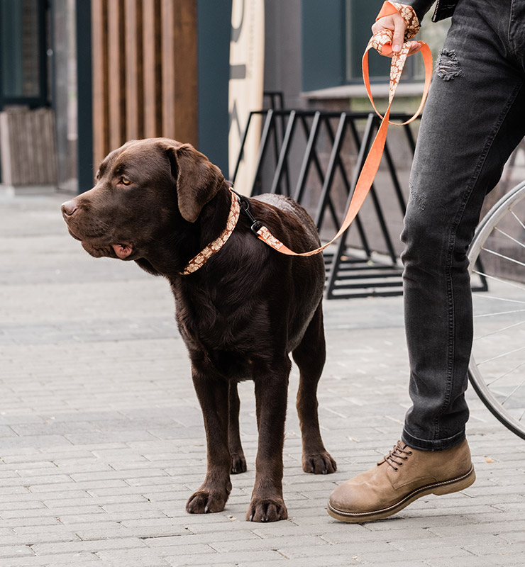 Dog Walking