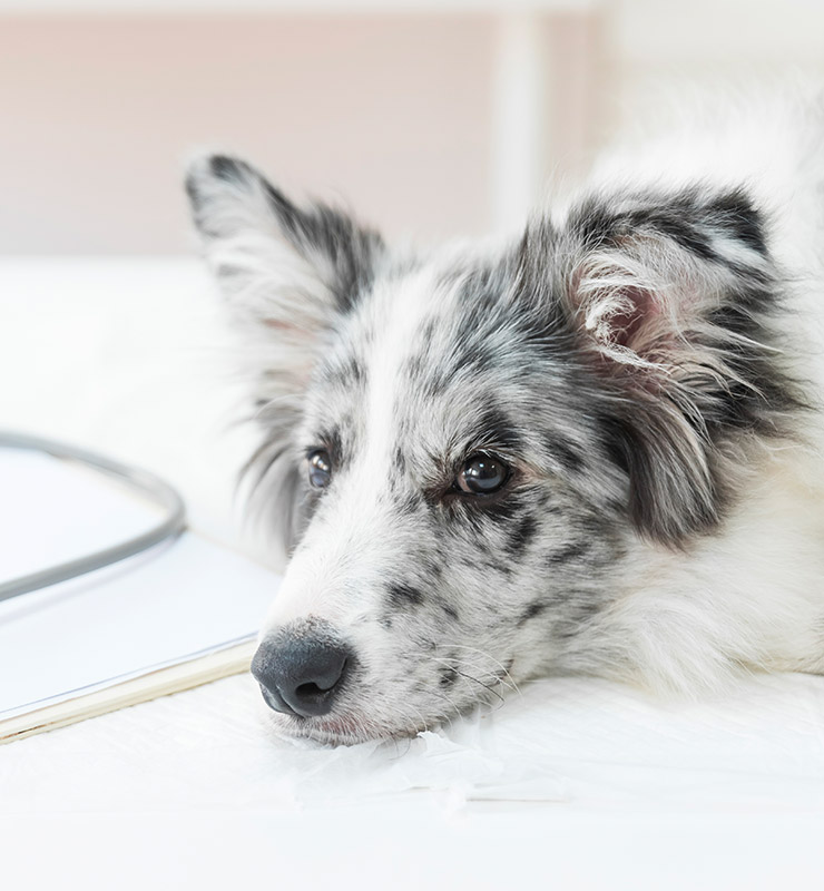 Pet Clinic